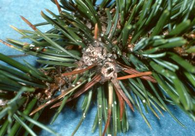 European pine shoot borer damage